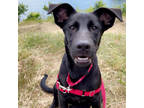 Adopt Mia a Black Labrador Retriever / German Shepherd Dog / Mixed dog in