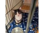 Adopt Wagner a All Black Domestic Shorthair / Domestic Shorthair / Mixed cat in