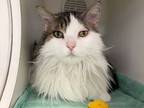 Adopt Dakota a Domestic Longhair / Mixed cat in New York, NY (34703013)