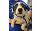Adopt Fozzie A White - With Black Dachshund / Mixed Dog In Middletown