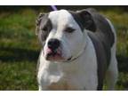 Adopt Mulettas a White American Pit Bull Terrier / Mixed dog in Gainesville