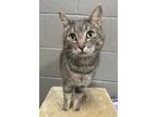 Adopt Grayson a Gray or Blue American Shorthair / Domestic Shorthair / Mixed cat