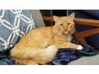 Adopt Zeus a Orange or Red Tabby Domestic Mediumhair (medium coat) cat in