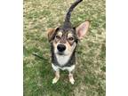 Adopt Noah a Brown/Chocolate Shepherd (Unknown Type) / Mixed dog in Thunder Bay
