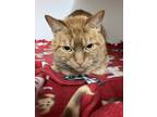 Adopt Becky a Orange or Red Tabby Domestic Shorthair (short coat) cat in Ithaca