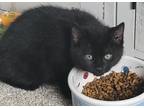 Adopt BACON a All Black Domestic Mediumhair / Mixed cat in SOUTHBURY