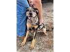Adopt Kai Great Dane Mix Puppy! 7 Months Old a Merle Great Dane / Mixed dog in