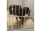 Adopt 2205-1577 Duke a Black - with White Pit Bull Terrier / Mixed dog in