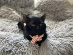 Adopt Gabe a All Black Domestic Shorthair / Domestic Shorthair / Mixed cat in