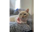 Adopt Leager a Cream or Ivory Siamese / Domestic Shorthair / Mixed cat in