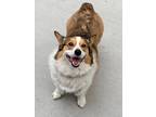Adopt Casey a Corgi / Mixed dog in Denver, CO (34559978)