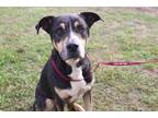 Adopt BUDDY a Brown/Chocolate - with Black Rottweiler / Mixed dog in Ocala