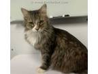Adopt LACY a Brown or Chocolate (Mostly) Maine Coon / Mixed (long coat) cat in