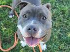 Adopt *CADBURY a Gray/Silver/Salt & Pepper - with White American Pit Bull