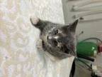 Adopt MEADOW a Gray or Blue Domestic Shorthair / Mixed (short coat) cat in St.