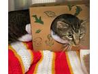 Adopt CRABAPPLE a Brown Tabby Domestic Shorthair / Mixed (short coat) cat in
