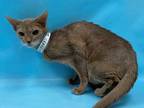 Adopt Bonnie a Tan or Fawn Abyssinian / Domestic Shorthair / Mixed cat in Coon