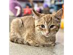 Adopt Artemis A Orange Or Red Domestic Shorthair / Mixed (short Coat) Cat In