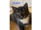 Adopt Dublin (FCID# 05/11/2022 - 4) a Black & White or Tuxedo Domestic