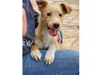 Adopt Wally a Tan/Yellow/Fawn Golden Retriever / Hound (Unknown Type) / Mixed