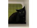 Adopt Gryffindor a All Black Domestic Shorthair (short coat) cat in Louisville
