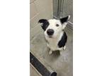 Adopt Kai a Black Border Collie / Mixed dog in Barco, NC (34702384)