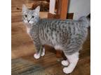 Adopt Hatch Quincy Johnson a Domestic Shorthair / Mixed cat in Mackinaw