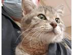 Adopt Hazel Woodford a Gray or Blue Domestic Shorthair / Mixed cat in Mackinaw