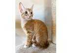 Adopt Kennedy - JLI a Domestic Shorthair cat in Lyman, SC (34702125)