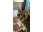 Adopt Bellami a Brown Tabby Domestic Shorthair / Mixed (short coat) cat in