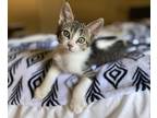 Adopt Smokey 2 a Brown Tabby Domestic Shorthair cat in Tucson, AZ (34697008)