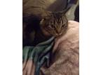 Adopt Hazel a Brown Tabby Domestic Mediumhair / Mixed (medium coat) cat in South