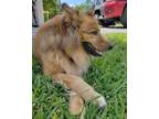 Adopt West a Chow Chow / Shepherd (Unknown Type) / Mixed dog in Baltimore
