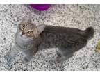 Adopt Willow a Gray or Blue Domestic Mediumhair / Domestic Shorthair / Mixed cat