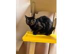 Adopt Trixie a All Black Domestic Shorthair / Domestic Shorthair / Mixed cat in