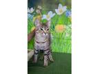 Adopt Mirabell a Gray, Blue or Silver Tabby Domestic Shorthair (short coat) cat