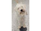 Adopt Gemini a White Schnauzer (Miniature) / Mixed dog in Kansas City