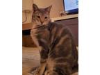 Adopt Roo a Gray or Blue Domestic Shorthair / Domestic Shorthair / Mixed cat in