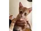 Adopt Goldie a Orange or Red Tabby Domestic Shorthair (short coat) cat in Fort
