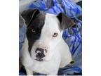 Adopt Sweetie a White - with Black American Pit Bull Terrier dog in Gaston
