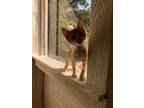 Adopt Ollie a Orange or Red Tabby Domestic Shorthair (short coat) cat in Fort
