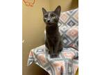Adopt Lizzo a Gray or Blue Domestic Shorthair / Domestic Shorthair / Mixed cat