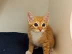 Adopt SOX a Orange or Red Tabby Domestic Shorthair / Mixed (short coat) cat in