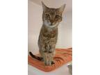 Adopt COOKIE a Brown Tabby Domestic Shorthair / Mixed (short coat) cat in