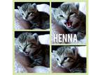 Adopt Henna- NN a Abyssinian / Mixed cat in Warsaw, IN (34701236)