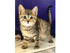 Adopt Almond Milk 571-22 a Brown or Chocolate Domestic Shorthair / Domestic