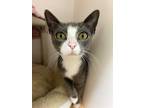 Adopt Pez a Gray or Blue Domestic Shorthair / Domestic Shorthair / Mixed cat in