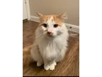 Adopt Charlie a Orange or Red (Mostly) Norwegian Forest Cat / Mixed (long coat)