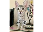 Adopt Ruthie a Brown Tabby Domestic Shorthair (short coat) cat in Gilbert