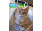 Adopt Julieta a Domestic Shorthair / Mixed (short coat) cat in Fremont